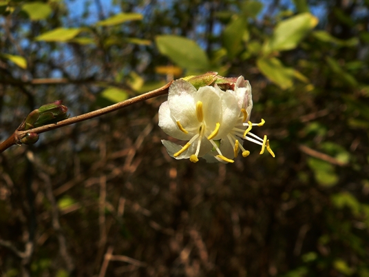 {Lonicera fragrantissima}